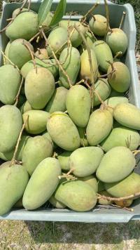 Catimon Mango ( কাটিমন আম )